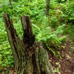 Old Stump beside the Mountains to Sea Trail