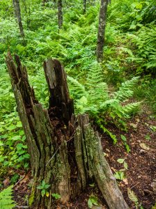 Old Stump beside the Mountains to Sea Trail