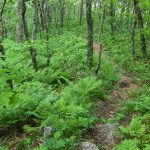 Mountains to Sea Trail near Locust Knob