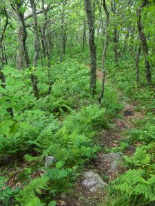 Mountains to Sea Trail near Locust Knob