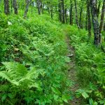 Ferns and Open Forest on the Mountains to Sea Trail