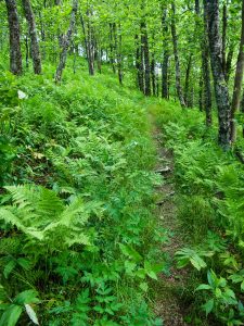 Ferns and Open Forest on the Mountains to Sea Trail