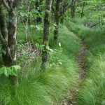 Mountains to Sea Trail through Grassy Area