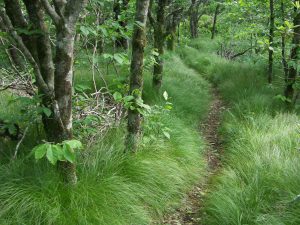 Mountains to Sea Trail through Grassy Area