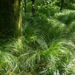 Mossy Trunk in Grass