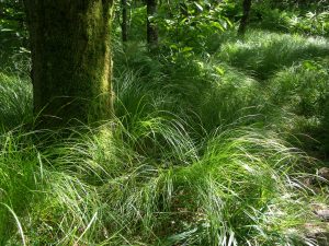 Mossy Trunk in Grass