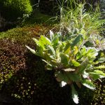 Mountain Lettuce besidet the Mountains to Sea Trail