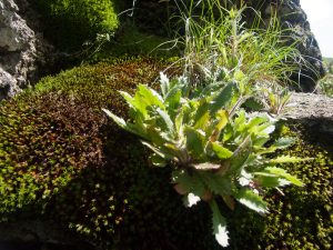 Mountain Lettuce besidet the Mountains to Sea Trail