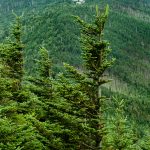 View of Mount Mitchell from Mount Craig