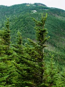 View of Mount Mitchell from Mount Craig