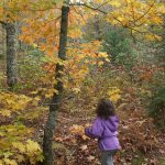 Playing with Leaves on the Flat Laurel Creek Trail