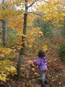 Playing with Leaves on the Flat Laurel Creek Trail