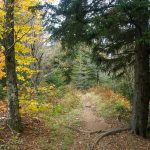 Flat Laurel Creek Trail Forest