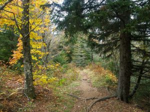 Flat Laurel Creek Trail Forest