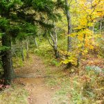 Flat Laurel Creek Trail Spruce