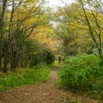 Flat Laurel Creek Trail Wide Spot