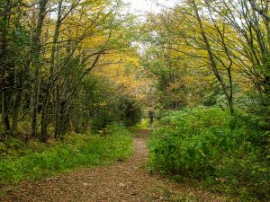 Flat Laurel Creek Trail Wide Spot