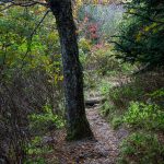 Tree Beside the Trail