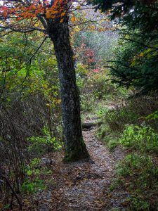 Tree Beside the Trail