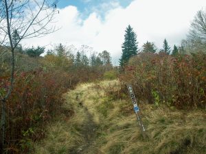 Little Sam Trail Sign