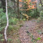 Fall Color on the Mountains to Sea Trail