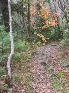 Fall Color on the Mountains to Sea Trail