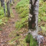 Dark Moss on Gray Birches