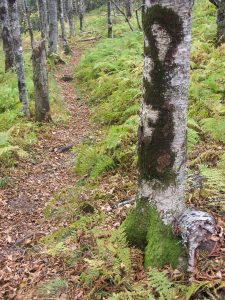 Dark Moss on Gray Birches