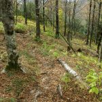 Open Forest along the Mountains to Sea Trail