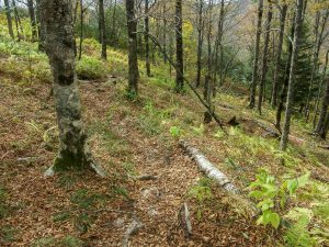 Open Forest along the Mountains to Sea Trail