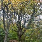 Spreading Maple on the Mountains to Sea Trail