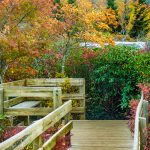 Boardwalk on Rough Ridge