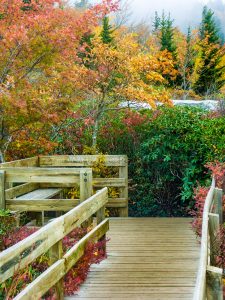 Boardwalk on Rough Ridge