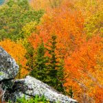 Fall Colors from Rough Ridge