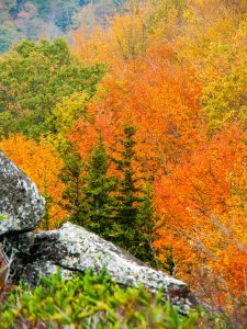 Fall Colors from Rough Ridge