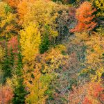 Fall Colors from Rough Ridge