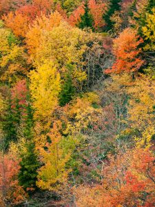 Fall Colors from Rough Ridge