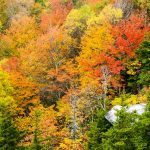 Fall Colors from Rough Ridge