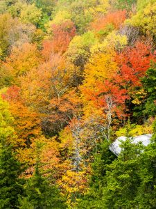 Fall Colors from Rough Ridge