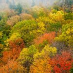 Fall Colors from Rough Ridge