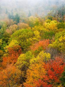 Fall Colors from Rough Ridge