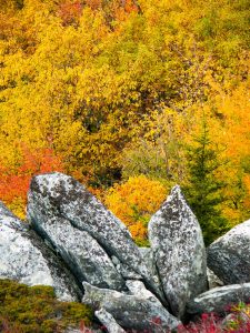 Fall Colors from Rough Ridge