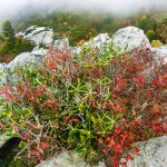 Shrubs and Rocks on Rough Ridge