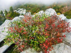 Shrubs and Rocks on Rough Ridge