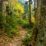 Spruce-Fir Forest on Grandfather Mountain