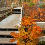 Fall Colors from Rough Ridge