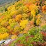 Fall Colors from Rough Ridge