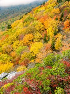 Fall Colors from Rough Ridge