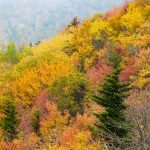 Fall Colors from Rough Ridge