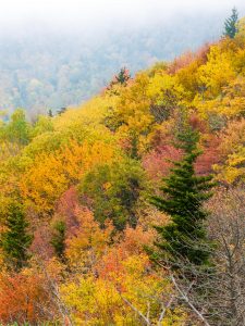 Fall Colors from Rough Ridge